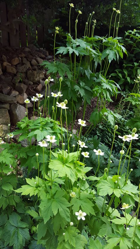 Anemone Virginiana, Shade Landscaping, White Petals, Moon Garden, Forest Garden, White Garden, Native Garden, Garden Photography, Woodland Garden