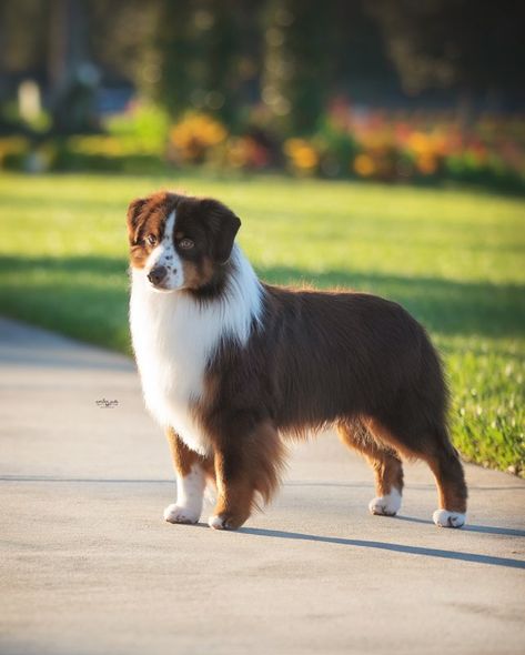 Australian Shepherd Miniature, Mini American Shepherd, Miniature Aussie, Dog Transport, Types Of Dogs Breeds, Miniature American Shepherd, Dogs Photography, American Shepherd, Akc Breeds