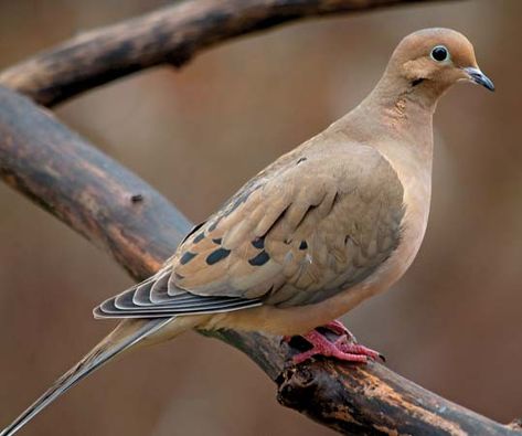 Brown Pidgeons, Taxidermy Fox, Brown Dove, Morning Dove, Waterfowl Art, Dove Hunting, Pigeon Breeds, Turtle Doves, Dove Pigeon