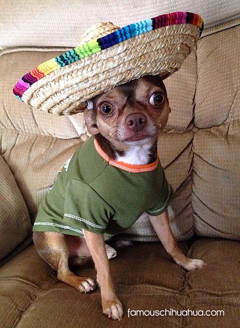 Mexican Chihuahua, Chihuahua Clothes, Teacup Chihuahua, Tiny Puppies, Funny Animal Photos, Chihuahua Lover, Cute Chihuahua, Chihuahua Love, Dog Rules