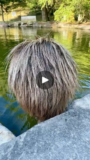 21K views · 1.1K shares | Coconut or Capybara? ~ double tap ❤️❤️ Say “Yes” if you are a Capybara Lover 💝 Tag a random friend 😸 - Follow @capybaras_for_life for more Capybara pics daily! 💖 - Credit @unknown 🎥 Follow @capybaras_for_life ❤️ Follow @capybaras_for_life ❤️ Follow @capybaras_for_life ❤️ - #capybara #capybaras #capys #capy #animalcuteanimal #cuteanimalplus #capybaras_for_life #animals #animal #animallover #pets #cuteanimals #capybarasofinstagram #cuteanimalsofinstagram #animalsofinatagram #lovinganimals #animals2022 #rareanimals #funnycuteanimals #adorableanimals #animalsarecute #interestinganimals #sweet #animalsofworld #adorable #capybaralover #capylover #animalenjoyer #iloveanimals #iloveanimal | Capybaras For Life | capybaras_for_life · Original audio Interesting Animals, Rare Animals, Double Tap, For Life, Baby Animals, Animal Lover, Tap, Cute Animals