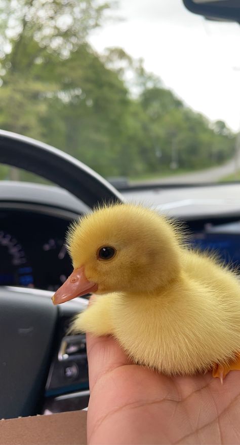 Pekin Ducklings, Pekin Ducks, Pekin Duck, Regnul Animal, Duck Photo, Cute Ducklings, Baby Duck, Little Duck, Kinds Of Dogs