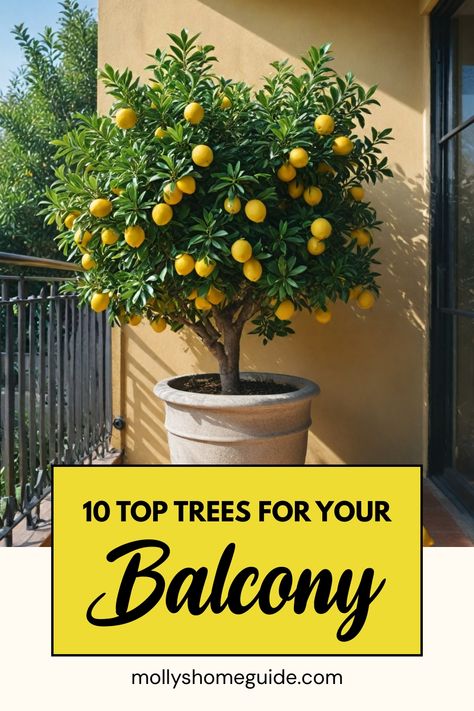 Discover the top choices of balcony-friendly trees that can bring life and greenery to your outdoor space. From dwarf fruit trees to small garden trees, there are plenty of options suitable for pots and containers. Transform your patio into a cozy oasis with these best trees for balcony planting. Plants In Balcony Ideas, Potted Balcony Garden, Balcony Lemon Tree, Big Potted Plants Outdoors Full Sun, Cypress Trees In Pots, Fruit Plants In Pots, Big Balcony Decor Ideas, Growing Trees In Pots, Balcony Fruit Garden