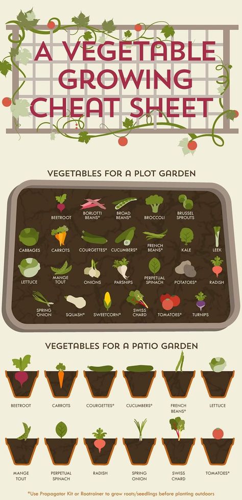 Vegetable Growing Cheat Sheet, Turnip Vegetable, Gardening Guide, Broccoli Sprouts, Vegetable Gardening, Room With Plants, Parsnips, Chard, Cheat Sheet