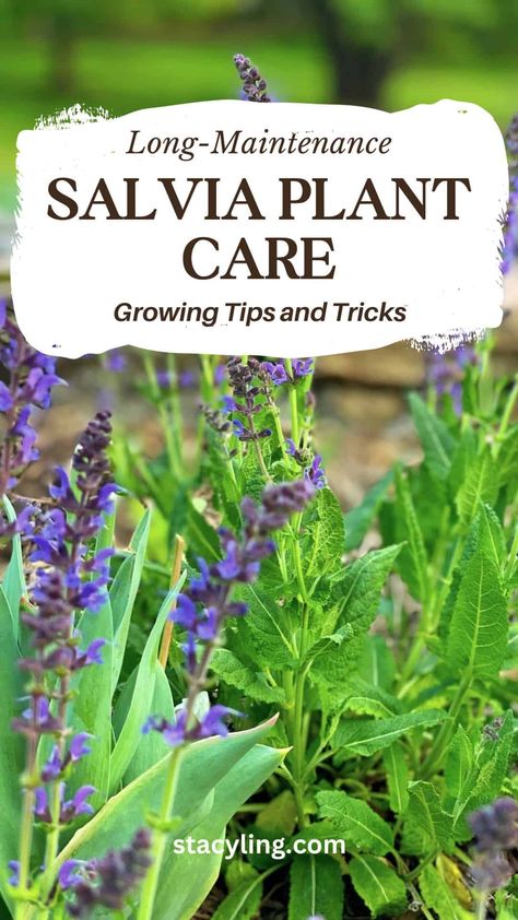 Salvia Plant, May Night Salvia, Salvia Plants, Plant Pests, Garden Images, Attract Pollinators, Healthy Garden, Perfect Garden, Easy Garden