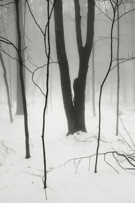 Snow Woods, 숲 사진, Winter Beauty, Snow And Ice, Winter Forest, Winter Wonder, Winter Aesthetic, White Photo, Winter Scenes