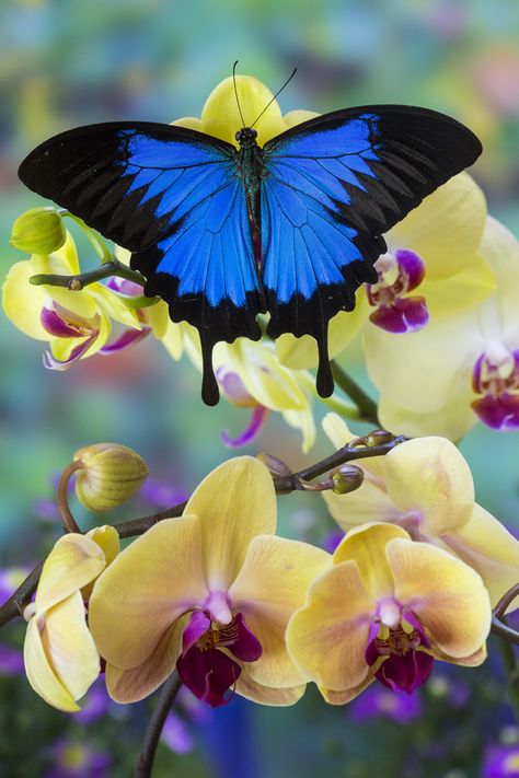 Mountain Blue Tropical Butterfly from Australia on Orchid Photography by:  Darrell Gulin On The Wings Of Love, Orchid Photography, Beautiful Bugs, Butterfly Pictures, Haiwan Peliharaan, Butterfly Wallpaper, Butterfly Garden, Butterfly Flowers, Butterfly Art