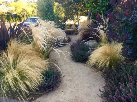 Ornamental Grass Landscape, Different Types Of Plants, Moderne Have, Dry Garden, Grasses Landscaping, Grasses Garden, Side Garden, Have Inspiration, Native Garden