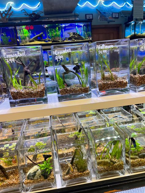 Aquarium Cafe, Betta Breeding, Bath Pearls, Aquarium Freshwater, Plant Store, Reptile Room, Betta Tank, Fish Breeding, Betta Fish Tank