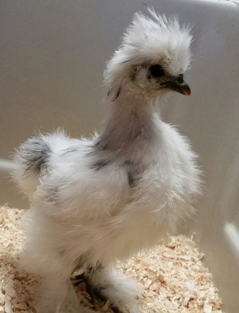 paint silkie breeding chart – VJP Poultry Silkie Chickens, Black Chickens, Backyard Flocks, White Chicks, American Paint, Appaloosa Horses, The First Americans, Appaloosa, White Bird