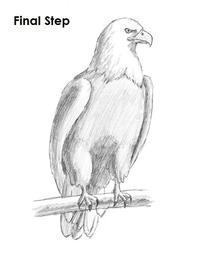 Bald Eagle Drawing Final Bald Eagle Drawing, Eagle Drawing Easy, Eagle Sketch, Easy Pencil Drawings, Drawing Instructions, Eagle Drawing, Animal Drawings Sketches, Art Sketches Pencil, Pencil Drawings Easy