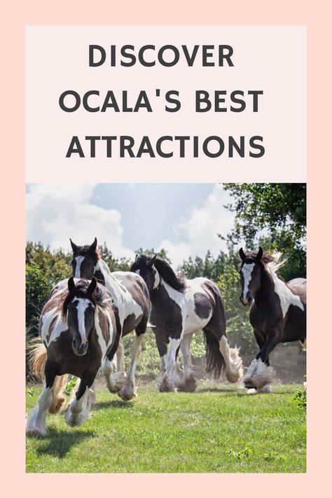 Discover the ultimate bucket list of activities to enjoy in breathtaking Ocala, Florida. Uncover hidden gems and must-visit attractions with our curated selection of the top 20 things to do in this vibrant city. Whether you're seeking outdoor adventures, cultural experiences, or tasty dining spots, this list has something for every traveler. Embrace the charm and beauty of Ocala while ticking off memorable experiences from your travel itinerary. Things To Do In Ocala Florida, Ocala Florida Things To Do, Hidden Gems In Florida, Okaloosa Island Florida, Viera Florida, Florida National Parks, Homosassa Florida, Ocala National Forest, Travel Florida