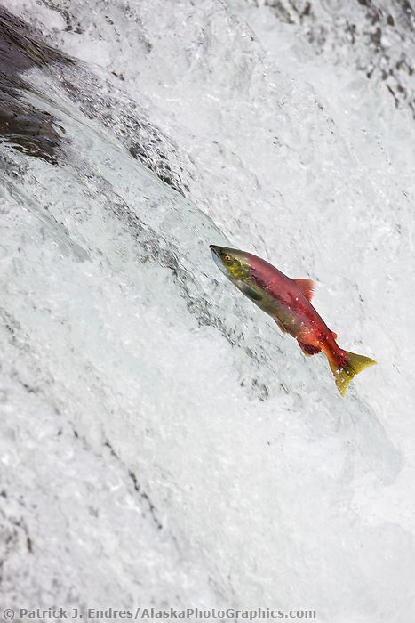 Red salmon jumps the falls of the Brooks River, Katmai National Park, Alaska. Salmon Images, Alaska Salmon Fishing, Red Salmon, Katmai National Park, Salmon River, Sockeye Salmon, Salmon Run, Salt Water Fishing, Salmon Fish