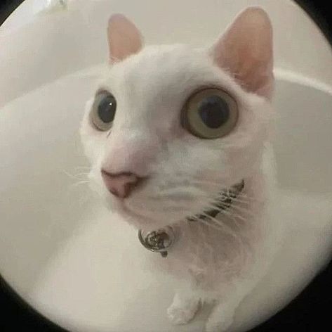 Can I Come Over And Stare At You Cat, Squint Your Eyes Pictures, Cat Surprised Face, Cat Icon Gif, Bombastic Side Eye Cat, Green Cat Icon, White Cat Funny, Cat Surprised, Cute Cat Icon