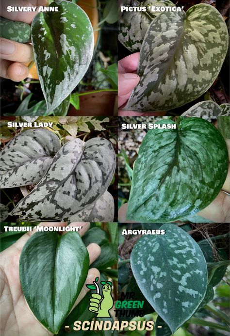 Scindapsus Silver Splash, Scindapsus Silver Lady, Scindapsus Silvery Ann, Scindapsus Tattoo, Scindapsus Argyraeus, Scindapsus Tricolor, Moonlight Scindapsus, Scindapsus Moonlight, Plant Leaf Identification