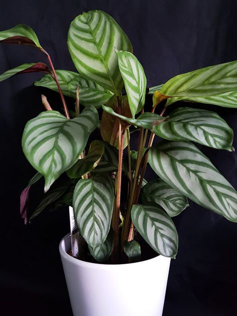 Cultiva la calatea como planta de interior y decora con ella cualquier rincón - Foto 1 Indoor Hanging Plants, Best Indoor Hanging Plants, Cat Safe Plants, Live House Plants, Plant Goals, Hanging Gardens, Calathea Plant, Apartment Plants, Hanging Plants Indoor