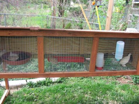 Quail pen Quail Coop Ideas Diy, Backyard Quail, Quail Pen, Button Quail, Quail Coop, Backyard Animals, Live Chicken, Raising Quail, Chicken Shed