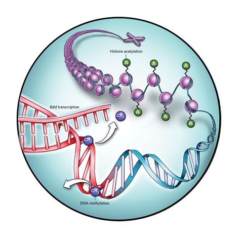 Methylation Diet, Microbiology Study, Bio Notes, Dna Methylation, Spider Pictures, Genetic Engineering, The Scientist, Growth Factor, Study Material