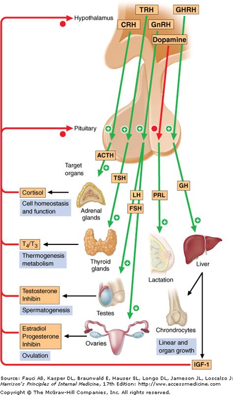 Endocrine System Nursing, Nervous System Anatomy, Medicine Studies, Basic Anatomy And Physiology, Biology Facts, Medical Student Study, Medical Laboratory Science, Nursing School Survival, Biomedical Science