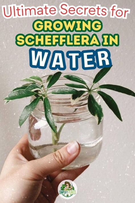 Schefflera Plant Care Houseplant (Umbrella Tree) -Schefflera in water, Water propagation Schefflera, Growing Schefflera in 
water, Can Schefflera be rooted in water, Hydroponic Schefflera, Water culture Schefflera, Hydroponic gardening, Water propagation techniques, Indoor water gardening, Aquatic plant care, plant care, Growing Schefflera In Water, Can Schefflera Thrive in Water ,Tricks 
to Grow Schefflera in Water Like a Pro, indoor plant care, houseplant care guide, grow houseplant in water Schefflera Plant Care, Schefflera Plant, Plants Grown In Water, Umbrella Plant, Umbrella Tree, Plant Care Houseplant, Plant Problems, Growing Indoors, Growing Tree