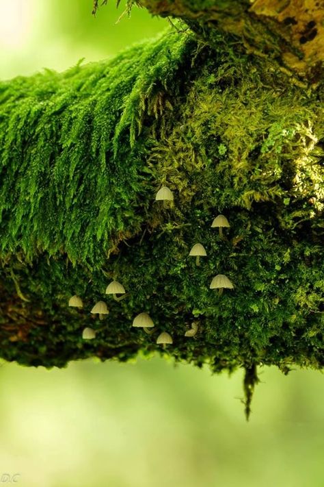 Moss Cloak, Mushrooms On Trees, Moss Creature, Moss Dragon, Moss And Mushrooms, Moss Tree, Diy Moss, Nature Witch, Lichen Moss