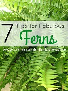 Tips for Growing Fabulous Ferns in your Garden- Ferns can be a tad finicky. Once you know these key gardening tips and tricks you can grow the most gorgeous ferns on the block! Garden Ferns, Ferns Garden, Fern Plant, Wildflower Garden, Shade Plants, Lawn And Garden, Growing Vegetables, Shade Garden, Outdoor Plants