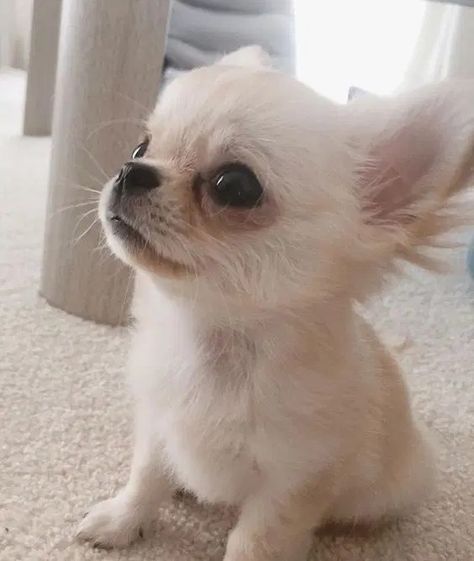 Cute Chiuahaha, Chiuahaha Cute, Chichuachua Puppies, Chiuahaha Puppies, Psy Chihuahua, Teacup Chihuahua Puppies, Baby Chihuahua, Teacup Pomeranian, Teacup Yorkie