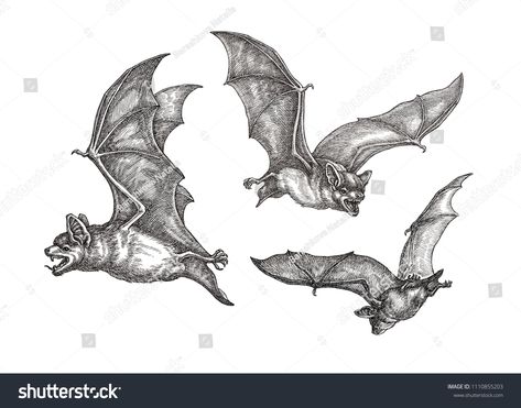 Hand drawn black and white illustration, three flying bats.black#drawn#Hand#white Bats Halloween Art, Guardian Tattoo, Bat Sketch, Bats Tattoo Design, Bat Vector, Black White Illustration, Flying Tattoo, Bat Flying, Flying Bats