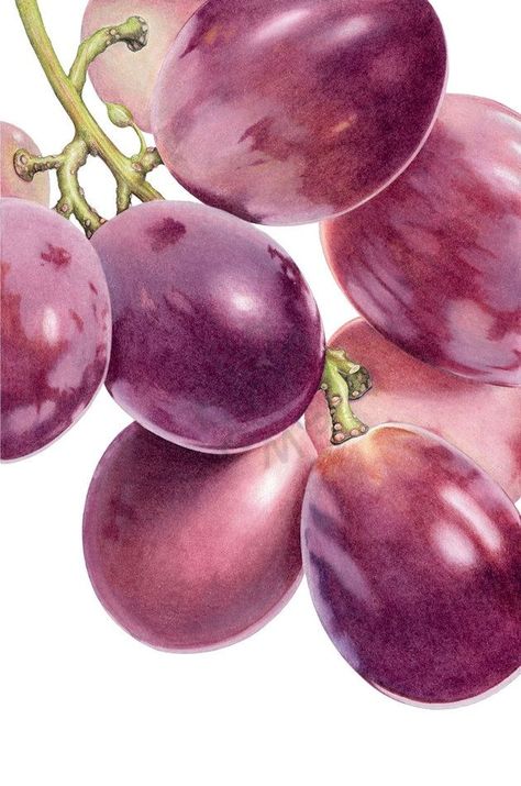 charcoal drawing of grapes | 789 best images about Pencil Color on Pinterest ... Grape Drawing, Fruits Drawing, Grape Color, Pencil Painting, Pencil Crayon, Botanical Painting, Botanical Watercolor, Pencil Art Drawings, Coloured Pencils