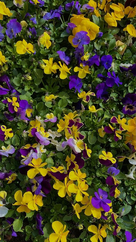 Purple And Yellow Flowers Aesthetic, Purple Wallpaper Flowers, Yellow Flowers Aesthetic, Meadow Aesthetic, Purple And Yellow Flowers, Wallpaper Flowers, Flowers Aesthetic, Yellow And Purple, Purple And Yellow