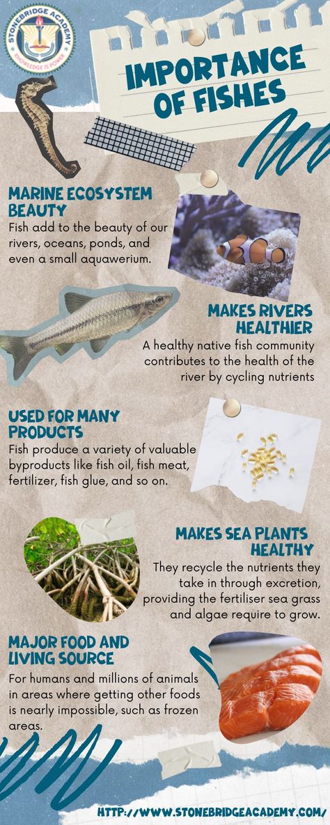 infographic about fishes Fish Infographic, Facts About Fish, Fishing Pond, Beach Clean Up, Sea Plants, Save Our Oceans, Infographic Poster, Marine Ecosystem, Marine Conservation