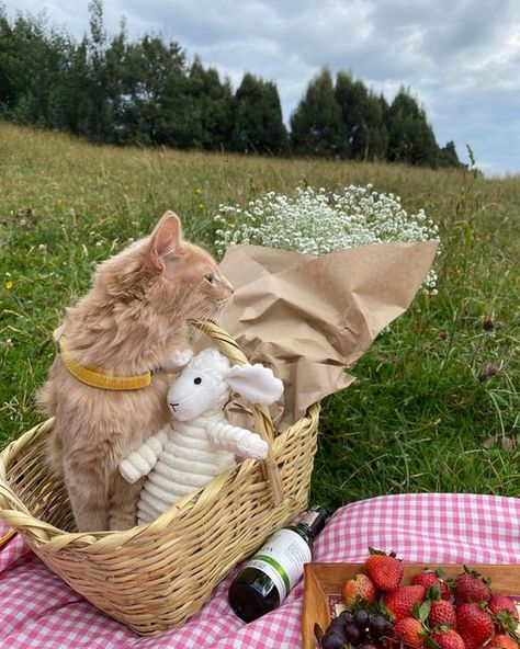 Kaori =^.^= on Instagram: "Picnic day #landypaw #cat #picnic #aesthetics #aesthetic #pet #catlover #gatos #gatosfotos #petfriendly #flowers #date #catlife" Cat Picnic, Picnic Photo Shoot, Couple Aesthetic, Cat Life, Cat Photo, Pet Friendly, Pets Cats, Summer Aesthetic, Dream Life