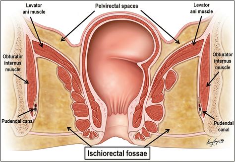 Levator Ani, Pelvic Region, Muscle Anatomy, Med School, School Notes, Anatomy, Cowboy Boots, Cowboy, Medical