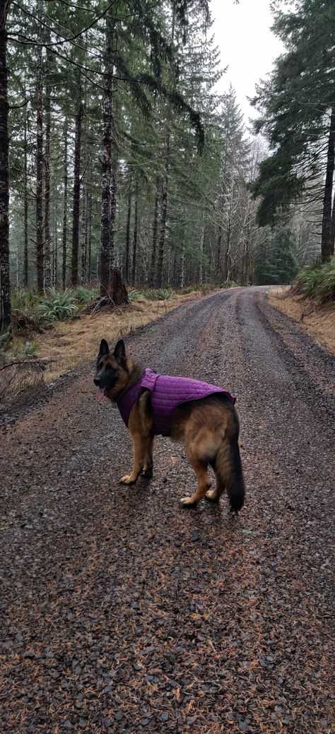 GSD Sasha 💗 Christmas morning hike 🐾🐾🐾 German Shepherd Outfits, German Shepherd Hiking, Shepherd Outfit, Baby German Shepherds, Gsd Puppy, Latina Outfits, Gsd Puppies, Dog People, Service Dog