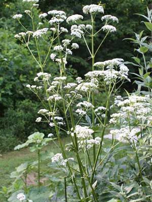 Valerian.  Valerian is one of the most studied/legitimate medicinal herbs in the world.  It is a powerful, calming herb that's excellent for insomnia & restless evenings.  It also apparently smells horrible, so making a tea is out of the question.  The best way to ingest this herb is through tincture or pill form.  I use this herb periodically (pill form) & had no idea you can easily grow it in your garden! Valerian Plant, White Valerian, Valerian Tea, Smelling Flowers, Medicinal Herb, Plant Pests, Herbs And Flowers, Garden Planner, Peaceful Sleep