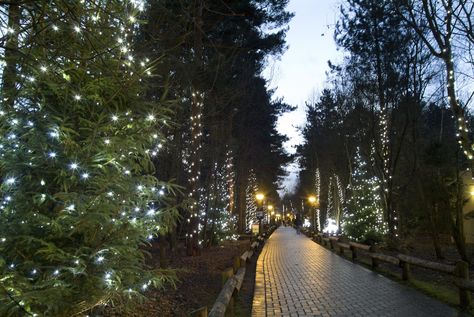 Enjoy a Winter Wonderland adventure at Center Parcs at Longleat (From Bournemouth Echo) Gothic City, Light Pathway, Centre Parcs, City Inspiration, Centre Parks, Center Parcs, Center Park, Fairy Light, Christmas Photography