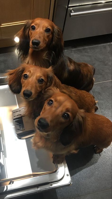 Red miniature long haired dachshunds Long Haired Weiner Dogs, Dachshund Facts, Daschund Dog, Daschund Puppies, Doxie Puppies, Dachshund Breed, Dachshund Funny, Dachshund Puppy Miniature, Long Haired Dachshund