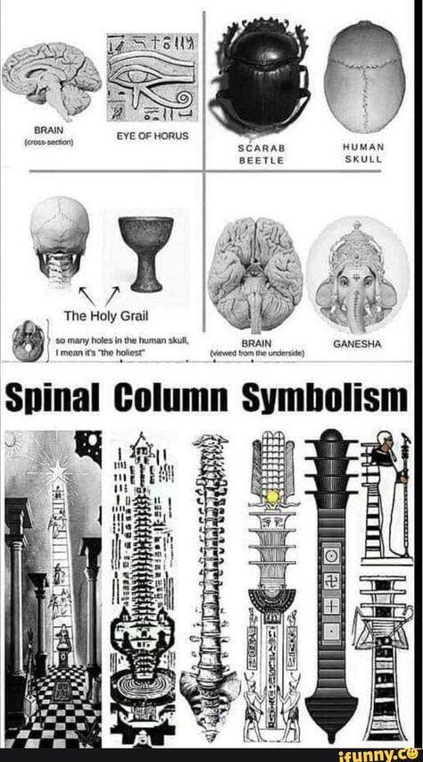 Very funny :) Kemetic Spirituality, Spinal Column, Biology Science, Ancient History Facts, Sacred Science, Sacred Geometry Symbols, Art Fractal, African Spirituality, Esoteric Art