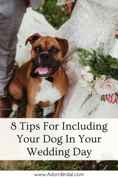 Discover how to include your dog in your wedding day with this blog post from Adorn Bridal. With thoughtful planning, including your dog in your wedding can be stress free and fun. From having a designated pet sitter so you can enjoy your special day to notifying wedding vendors, this post offers multiple ways to include your dog in your wedding. Click the link to get these wedding ideas to include your dog today! Wedding Ideas With Dogs, Dogs At Weddings Ideas, Dog Wedding Ideas, Enjoy Your Special Day, Wedding Planning Timeline, Dog Wedding, Pet Sitters, Modern Love, Planning Tips