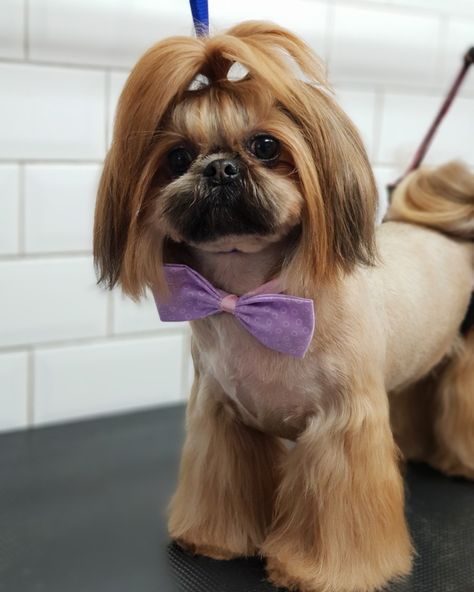 Arabella has an Asian durian style cut. Just look how pretty she looks afterwards ♥️🐶♥️ Rain Hairstyles, Shitzu Dogs Haircuts, Shih Tzu Hair Styles, Dog Grooming Shih Tzu, Shih Tzu Puppy Cut, Dog Haircut, Puppy Haircut, Shih Tzu Haircuts, Shih Tzu Poodle