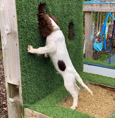 Dog Sensory Garden Ideas, Sensory Garden For Dogs, Dog Sensory Garden, Dog Park Ideas, Diy Dog Playground, Scent Wall, Dog Sensory, Dog Park Design, Dog Daycare Design