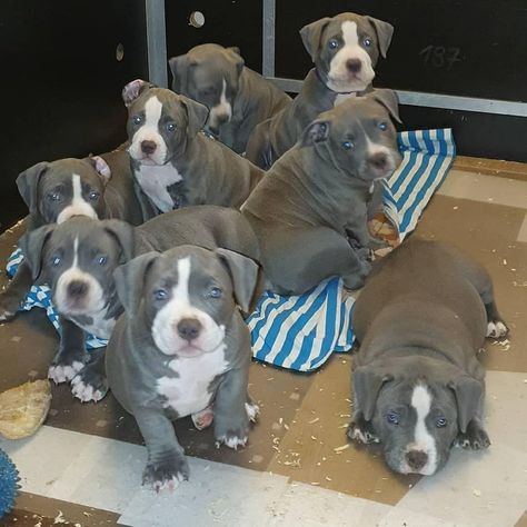 PITBULL PUPPIES Micro Pitbull Puppies, Blue Nose Pitbull Puppy For Sale Near Me, Grey Pitbull Puppies, Pit Bull Puppies Blue, Pittie Puppies, Pitbull Dog Puppy, Blue Pitbull, Pit Bull Puppy, Pitbull Puppies For Sale