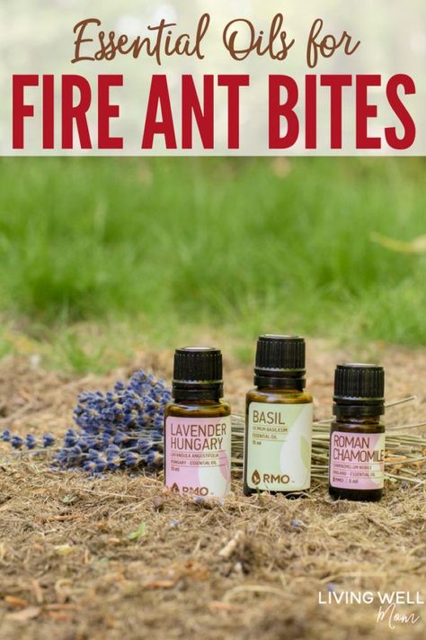 How to relieve fire ant bites quickly and naturally with essential oils + one more simple home remedy. #naturalremedies #naturalhealth #homeremedies #homeremedy #insects #summer #momapproved #healthyfamily #bugs #southernliving Fire Ant Bites Relief, Ant Bites Relief, Natural Remedies For Ants, Fire Ant Bites, Ant Bites, Bite Relief, Fire Ant, Fire Ants, Natural Sleep Remedies