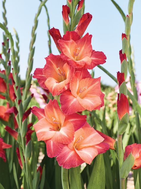 Flower Garden Ideas, Most Pinned, Gladiolus Flower, The Balcony, In The Garden, Apricot, Garden Ideas, Flower Garden, Orange