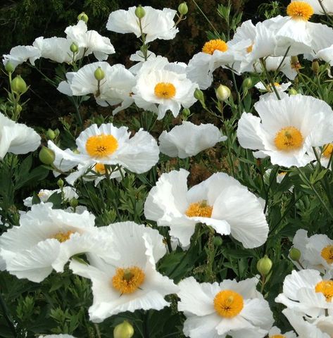 Fried+Egg+Flower+Matilija+Poppies+Romneya+coulteri+-+100+Seeds California Tree Poppy, Fried Egg Flower, Matilija Poppies, Poppy California, Common Flowers, California Flowers, Front Yard Plants, Poppy Garden, Plant Wishlist