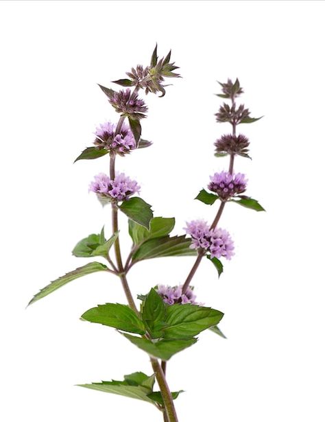 Premium Photo | Peppermint flowers isolated on white background. mint branch. herbal medicine. Pepermint Plant, Peppermint Flower, Peppermint Blossoms, Peppermint Plant, Background Mint, Medicine Plants, Mint Photography, Mint Plant, Mint Herb