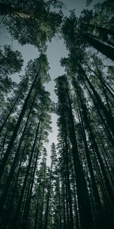 Trees Pictures, Dark Forest Aesthetic, Mountain Landscape Photography, Easy Photography Ideas, Iphone11 Pro, Dark Green Aesthetic, Trees Forest, Forest Background, Best Iphone Wallpapers