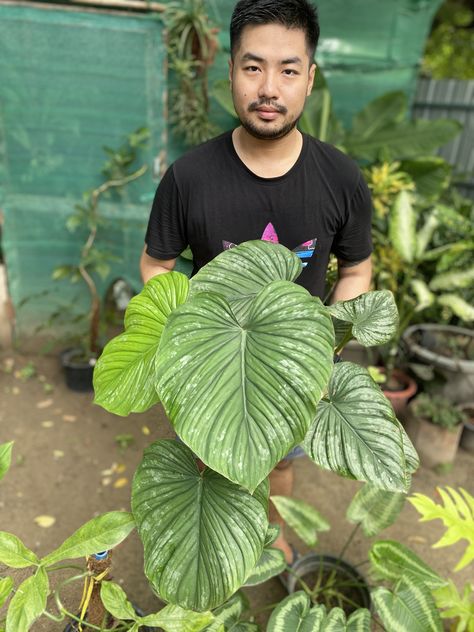 Philodendron Mamei, Plant Leaves, Plants