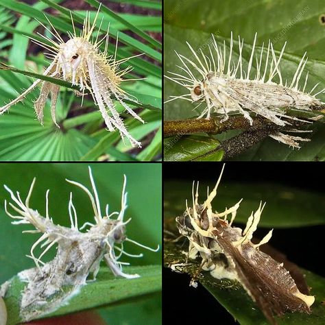 Moths covered in Cordyceps fungus (the kind that turns insects into zombies). Cordyceps is known to have the ability to control an insect’s end-of-life wanderings. This ensures that when the fungal spores are released, they will spread over a larger area than if they died low or on the ground. When a Cordyceps fungus attacks a host, the mycelium invades and eventually replaces the host tissue. By Leah Wood. Cordyceps Zombies, Weird Insects, Slime Mould, Moth Art, Cool Bugs, Beautiful Bugs, The Host, Weird Creatures, Weird Animals