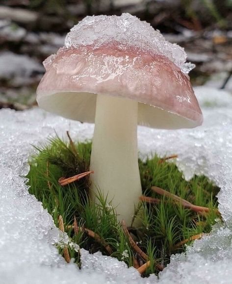 A Little Shelter From The Snow Fairy Bridge, Witches Cottage, Dragon Bird, Sacred Garden, Paola Lenti, French Castles, Mushroom Hunting, Magical Herbs, Magical Life